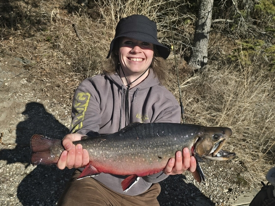 Brook Trout