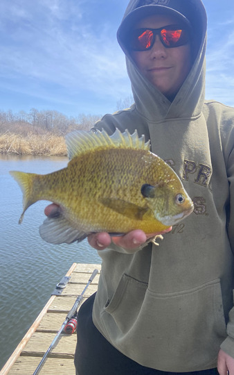 Sunfish