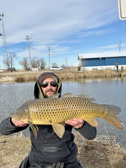 Common Carp