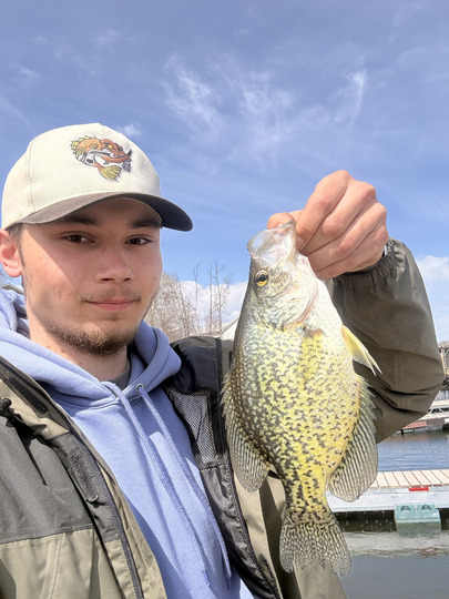 Black Crappie
