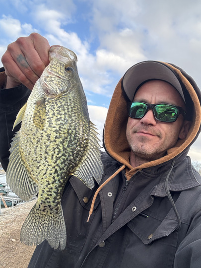 Black Crappie