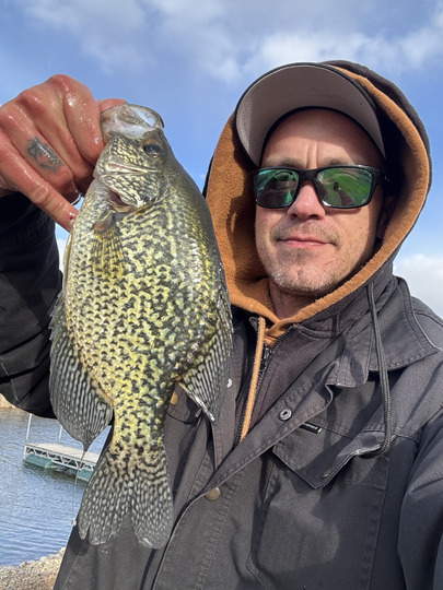Black Crappie
