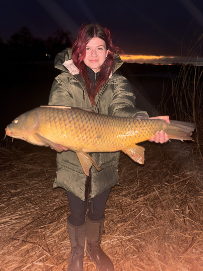 Common Carp