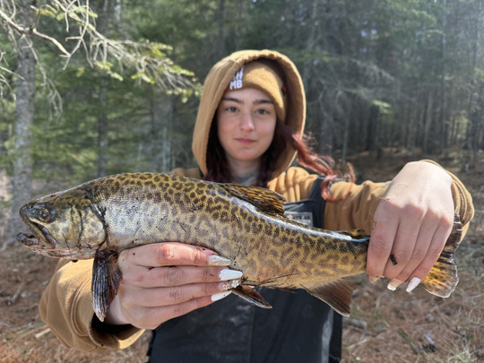 Tiger Trout