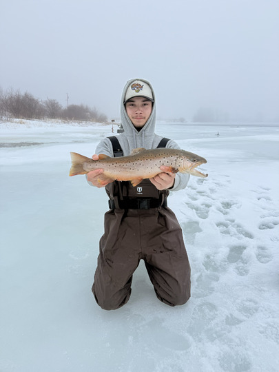 Brown Trout