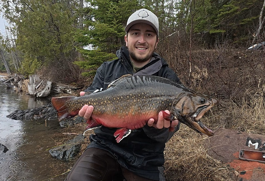 Brook Trout