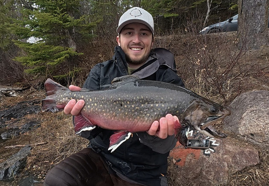 Brook Trout