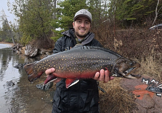 Brook Trout