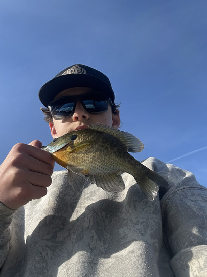 Sunfish