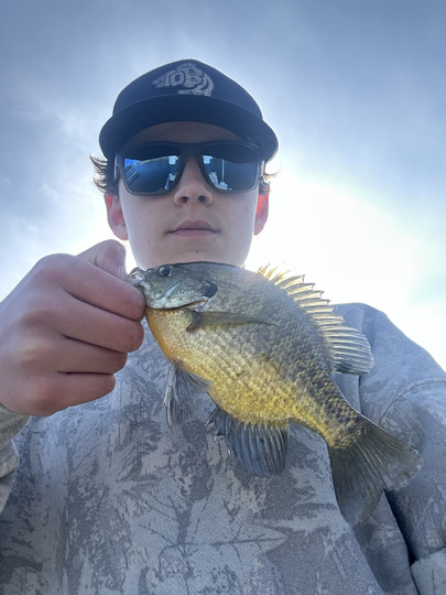 Sunfish