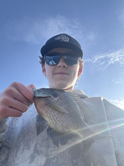 Sunfish