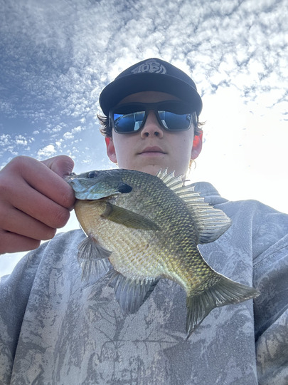 Sunfish