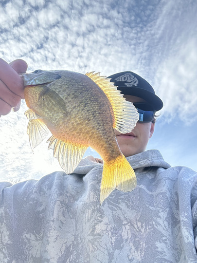 Sunfish