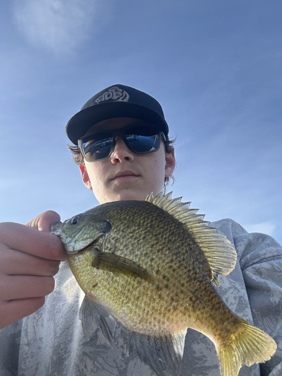 Sunfish