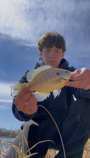 Sunfish