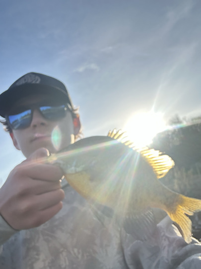 Sunfish