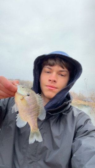 Sunfish