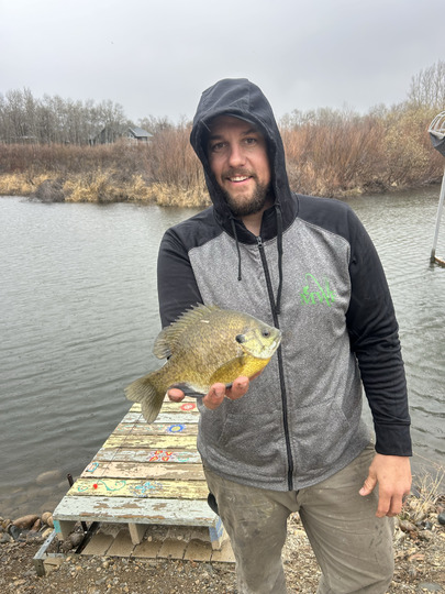 Sunfish