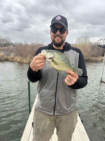 Black Crappie