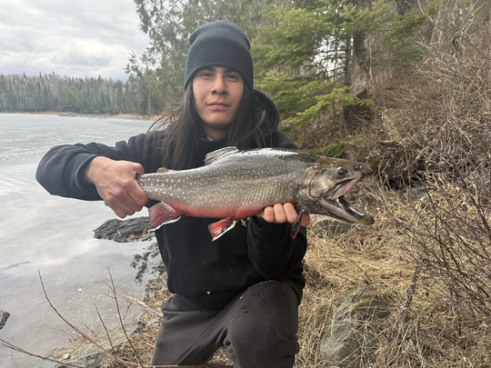 Brook Trout
