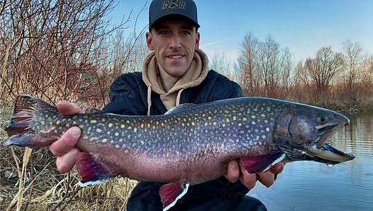 Brook Trout