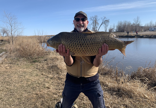 Common Carp