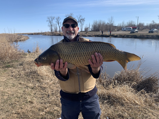 Common Carp