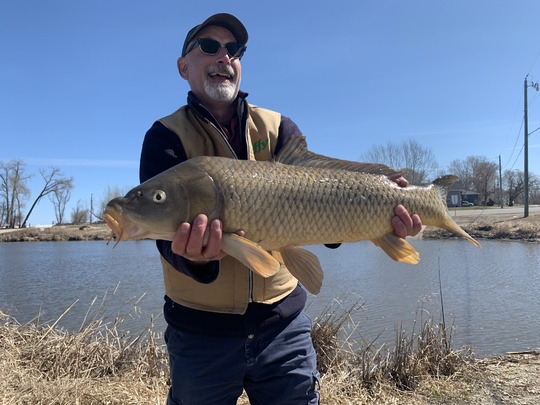 Common Carp