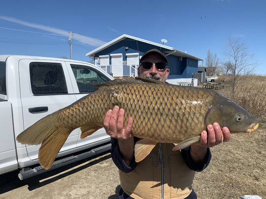 Common Carp