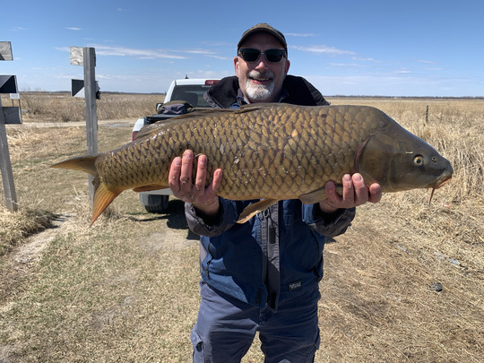 Common Carp