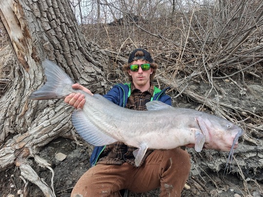 Channel Catfish