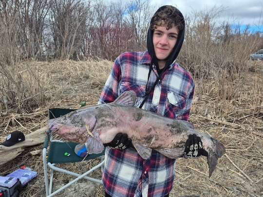Channel Catfish