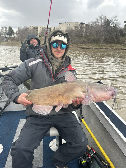 Channel Catfish