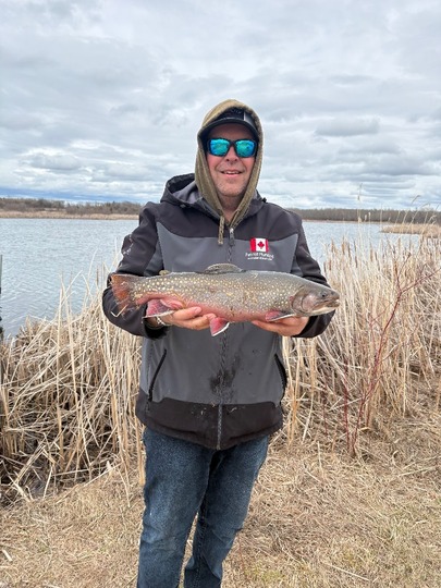 Brook Trout