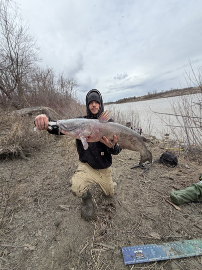 Channel Catfish
