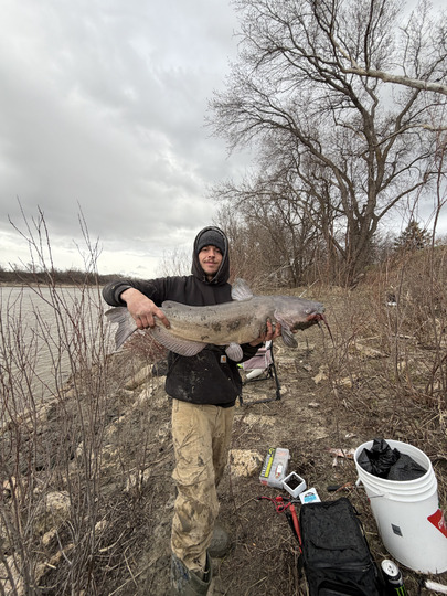 Channel Catfish