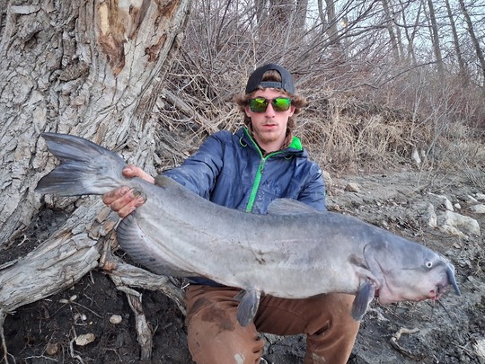 Channel Catfish