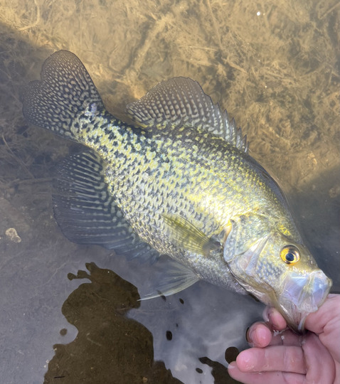 Black Crappie