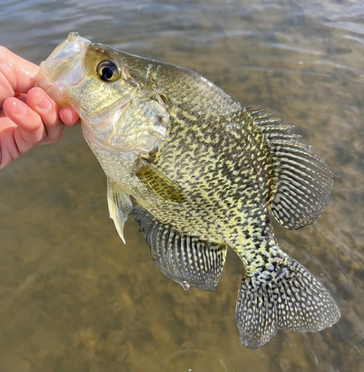 Black Crappie
