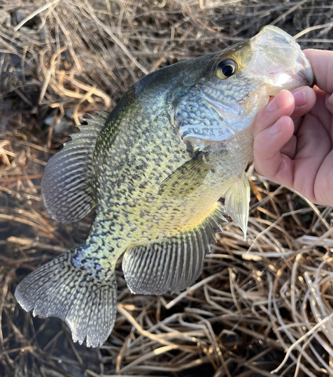 Black Crappie