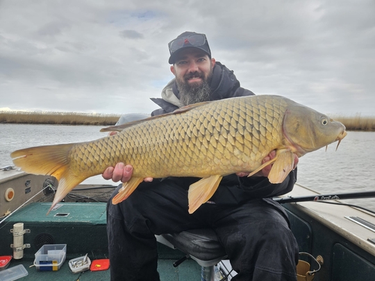 Common Carp