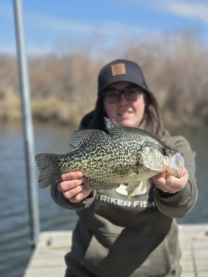 Black Crappie