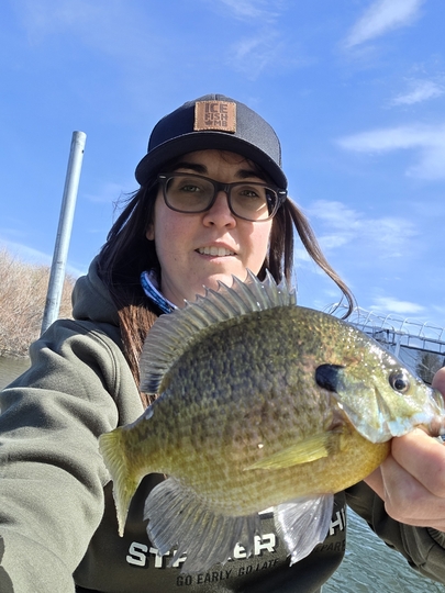 Sunfish