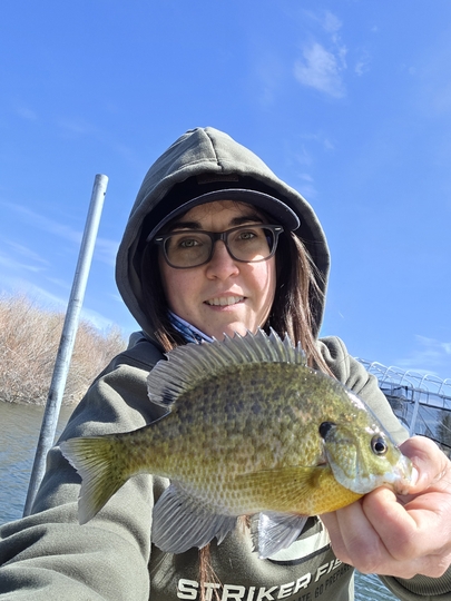 Sunfish