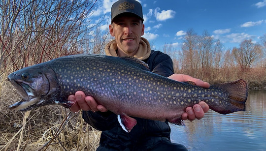 Brook Trout
