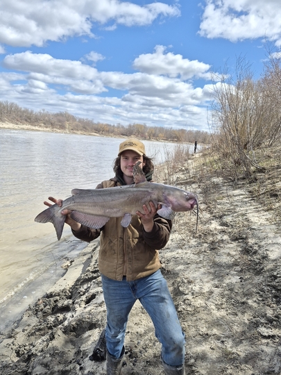 Channel Catfish