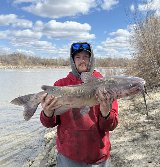 Channel Catfish