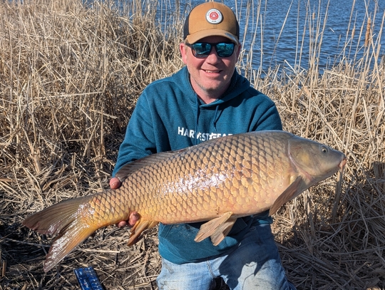 Common Carp
