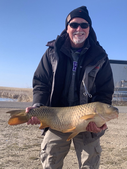 Common Carp