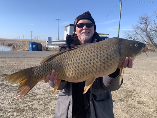 Common Carp